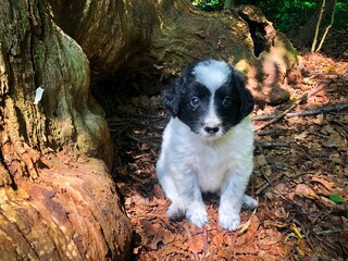 Fototapeta premium border collie puppy