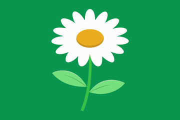 camomile on a green background