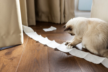 Cat and toilet paper. Little kitten playing with the toilet paper. How to accustom the cat to the...