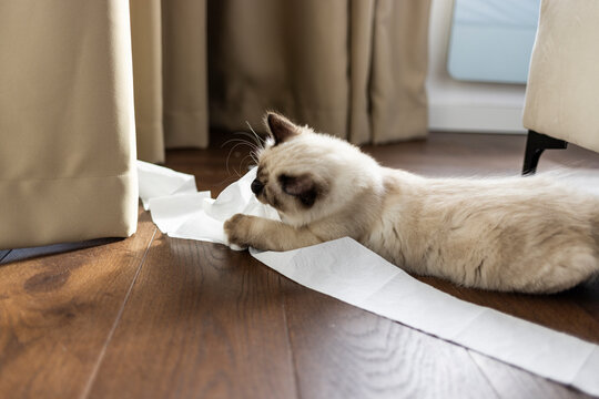Sacred birma cat in interior. A lonely young cat sits on a floor with rolls of toilet paper. Sacred birma cat cat and toilet paper. Kitten on the floor playing with a toilet paper roll.