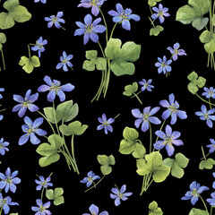Seamless pattern with flowers of the blue Anemone hepatica (Hepatica nobilis, liverleaf, liverwort, kidneywort, pennywort). Watercolor hand drawn illustration isolated on black background. - 750506995
