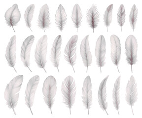 White bird feather watercolor illustration material set