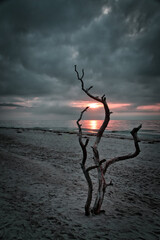 Sunset on the beach of the Baltic Sea. Love tree, shrub in the sand on the west beach