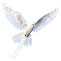 Obraz premium Sabines gull bird, isolated transparent background