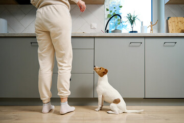 A small dog is eagerly begging for food, standing on its hind legs in a modern kitchen, while a...
