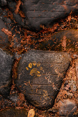 A close up of a rock with a panda paw print in a forest.