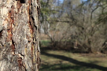 Pine trunk against background of the park. Bark of old tree close-up. Natural texture