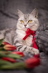 beautiful, gray British cat with a bow on her neck and red tulips in a home environment.