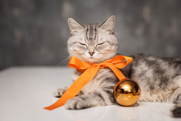 festive, beautiful gray cat with an orange bow on her neck on a gray background