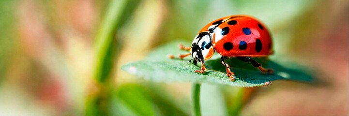 Fototapeta premium ladybug on the grass close-up. Selective focus.