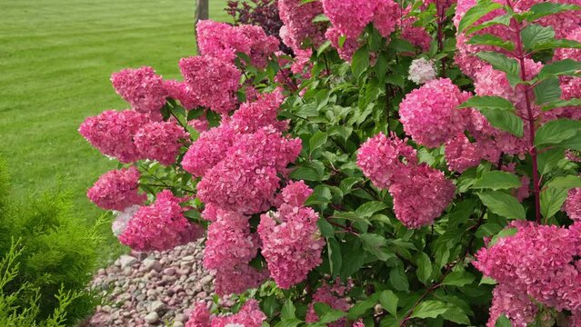 Hydrangea paniculata and conifer. Beautiful Garden path made of natural stones, gravel. Huge landscaping trend. Lawn, shrubbery in the backyard. Scenic of nice landscaped. Walkway. Green home design	

