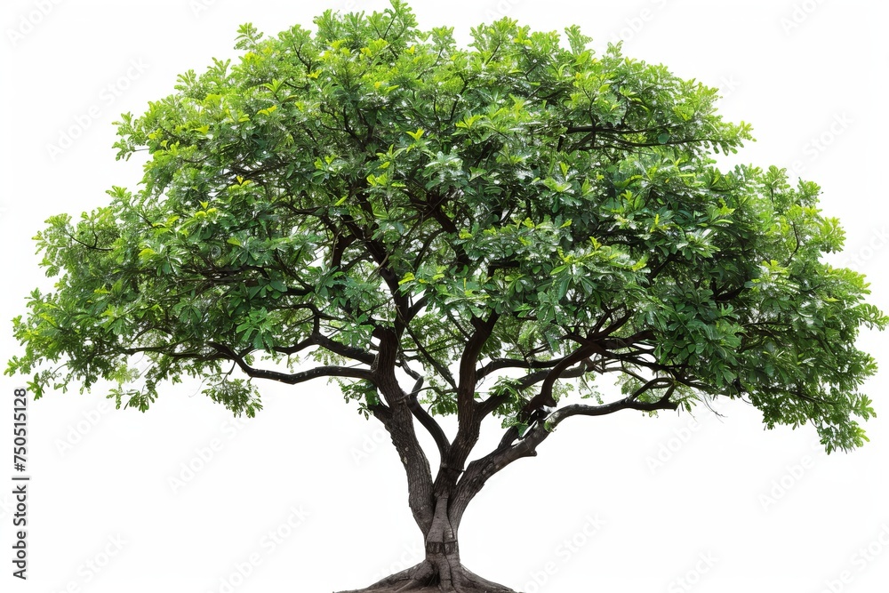 Poster an isolated beautiful green deciduous almond tree with a clipping path is cut out for editing work a