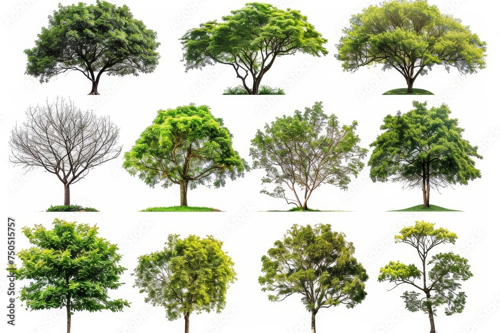 Poster these isolated trees are from thailand and are suitable for use in architectural design, decoration,