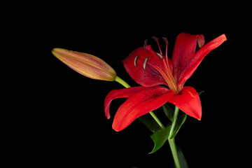 Red lily flower close up with beautiful light  black background