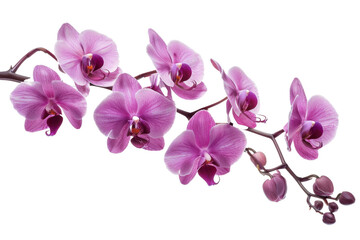 Fototapeta na wymiar White background with violet flowers on an orchid branch