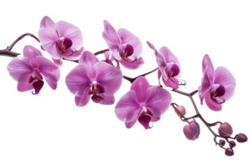 White background with violet flowers on an orchid branch