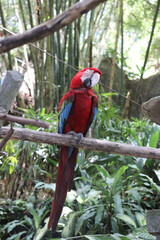 Beautiful Macau Bird on a tree