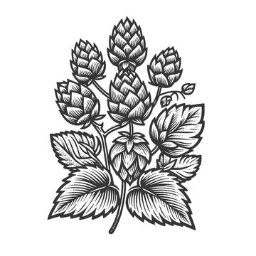 Detailed black and white vintage illustration of hops with leaves and tendrils. Sketch engraving generative ai raster illustration. Scratch board imitation. Black and white image.