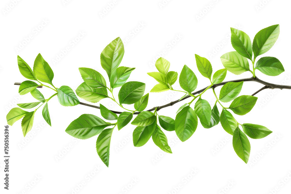 Wall mural an isolated branch with green leaves on a white background, fresh grass, herbal illustration, decora