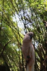 Beautiful Macau Bird on a tree