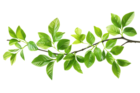An isolated branch with green leaves on a white background, fresh grass, herbal illustration, decorative plant, natural floral design, organic nature sign, agriculture symbol, ecology icon.