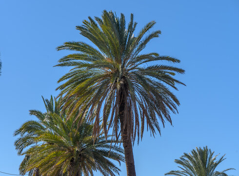 date palm against the sky in winter in Cyprus 1