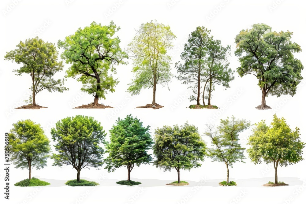 Poster A collection of trees isolated on a white background