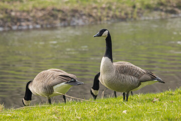 Naklejka na ściany i meble Canada goose (Branta canadensis), or canadian goose, wild goose with black and white head and neck standing near the water in grass.