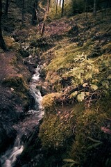 Fototapeta na wymiar River inside the forest