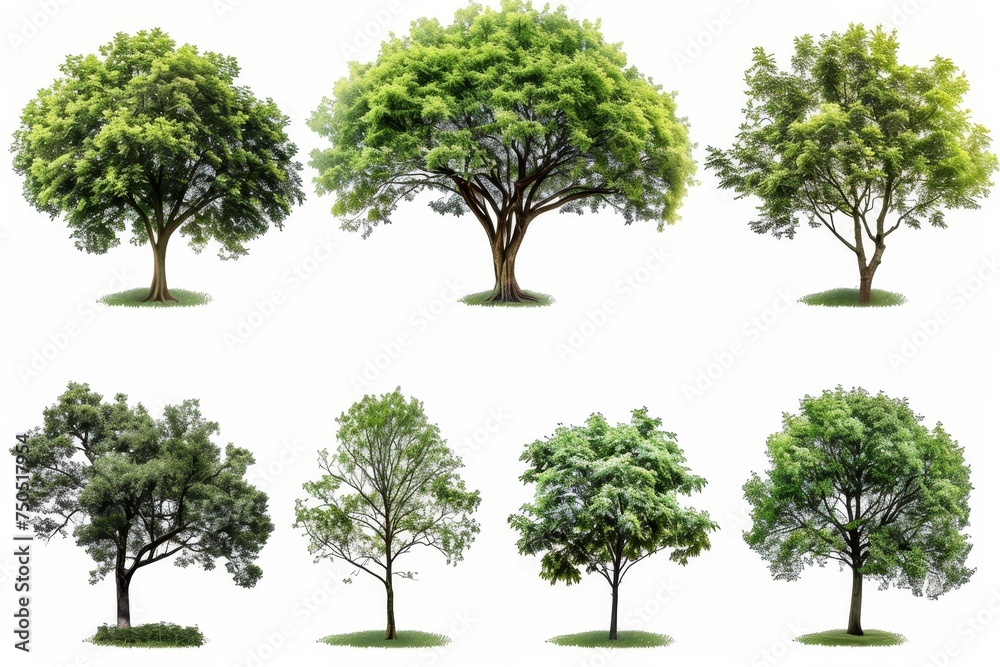 Poster trees isolated in the summer