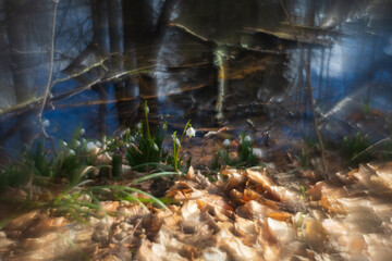 Spring white flower of Bledule - Leucojum vernum with green leaves in wild nature in floodplain forest. Spring flower