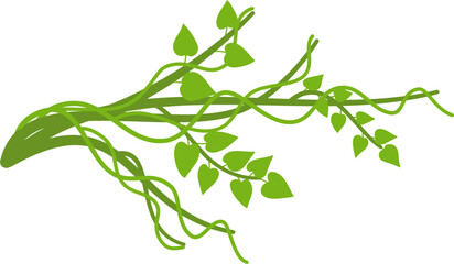 Lianas branch with vines