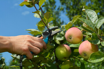 Gardener pruning fruit apple tree in summer. Summer apple tree pruning.
