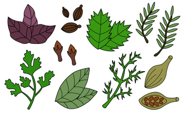 Set spices, condiments and herbs. Rosemary, Mint, Basil, Dill, Parsley, Cardamom, Clove, Bay Leaf, Coriander. Doodle collection icon, logo, stickers. Vector flat illustration.
