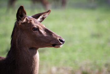Portrait Ansicht von Rotwild in der Wahner Heide.