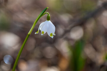 Spring white flower of Bledule - Leucojum vernum with green leaves in wild nature in floodplain forest. Spring flower