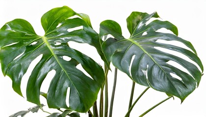 monstera plant isolated include clipping path on white background
