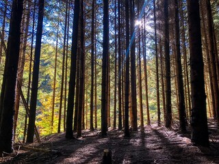 Obraz premium forest in autumn