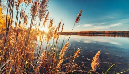 reeds on the shore of the lake at sunset abstract autumn nature background - obrazy, fototapety, plakaty