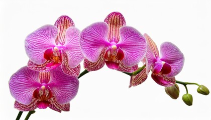 beautiful pink orchid isolated on a white background