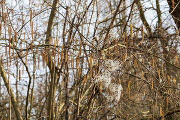 Spring flower of Jiva tree. There is a cat cat on the branch.