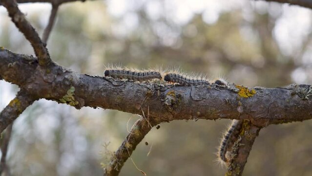 Group of processionary caterpillars walk on the branch of a pine tree in the park. Caution with toxic insects, pine caterpillar..