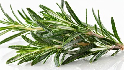 rosemary with transparent background