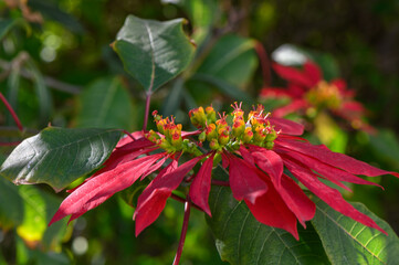 red tropical flowers bloom on the street in cyprus 3