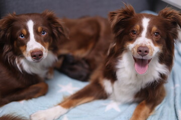 Two brown and white dogs are laying on a blue blanket - 750528565