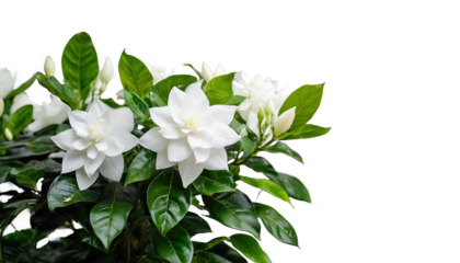 クチナシ　「とても幸せです」「優雅」「洗練」「清潔」「喜びを運ぶ」「楽しい日々」「夢中」