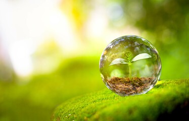 The tree growing in a crystal ball. Creative ideas of earth day or save energy and environment...
