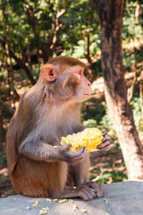 Fototapeta premium A monkey sitting and eating it's food on the urban street