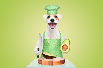 Portrait of a Jack Russell terrier in an apron and a chef's hat with a knife and an avocado in his hands