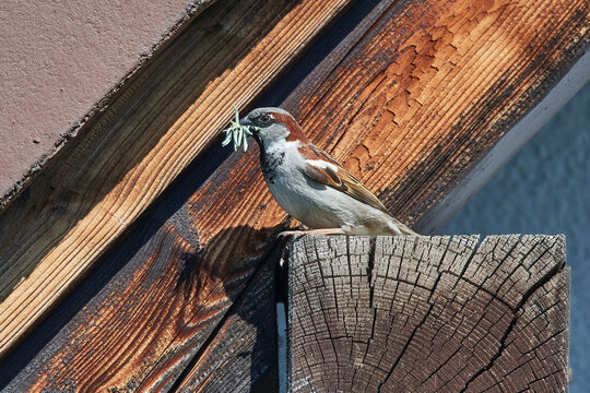 Haussperling Männchen mit Nistmaterial	
